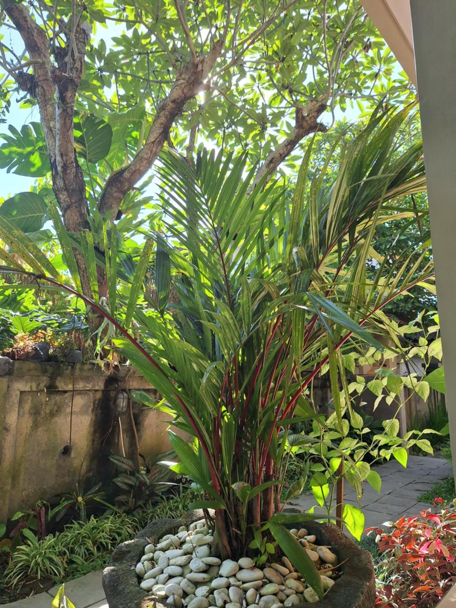Kasapa Inn Ubud  Exterior photo