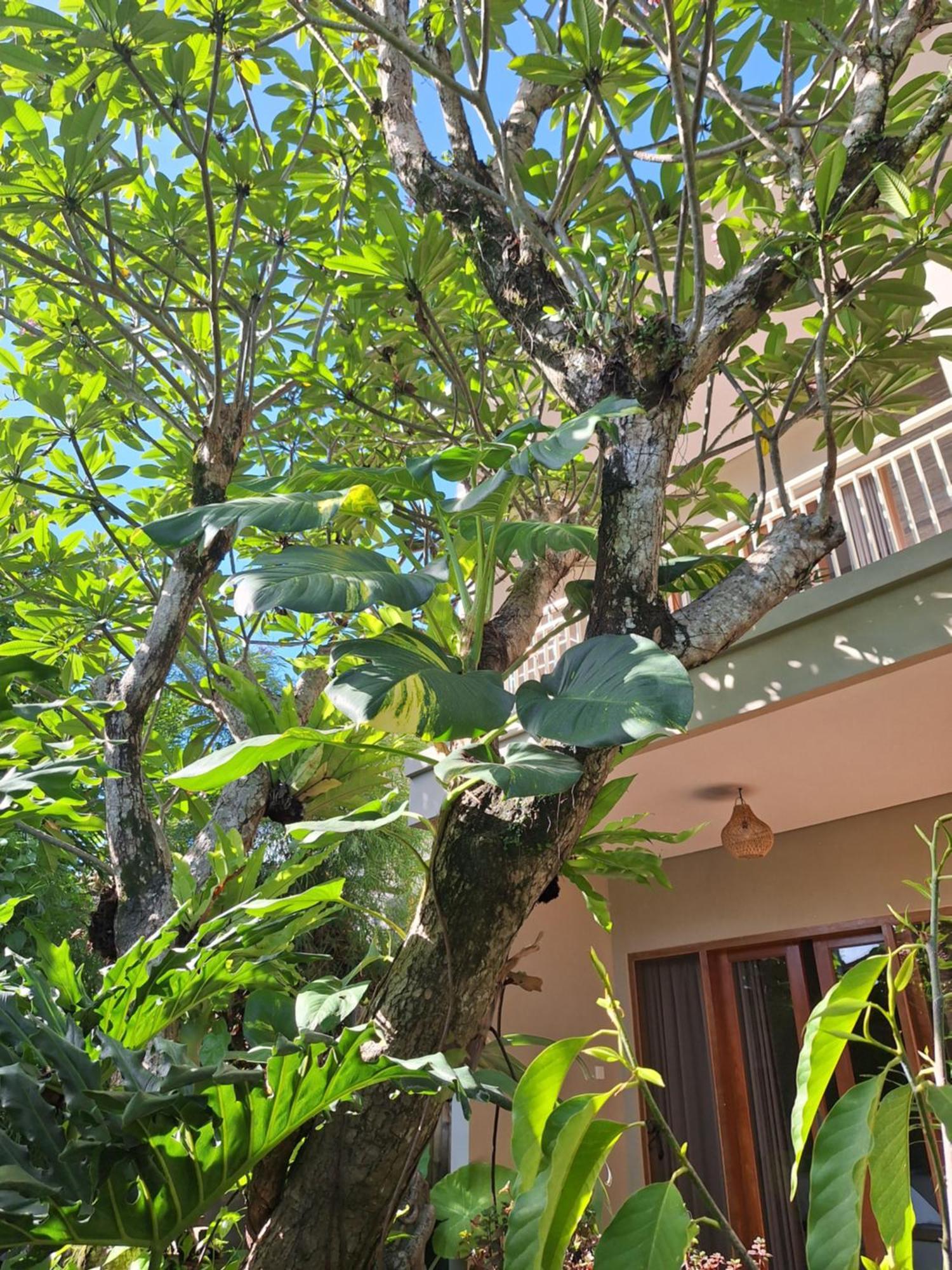 Kasapa Inn Ubud  Exterior photo